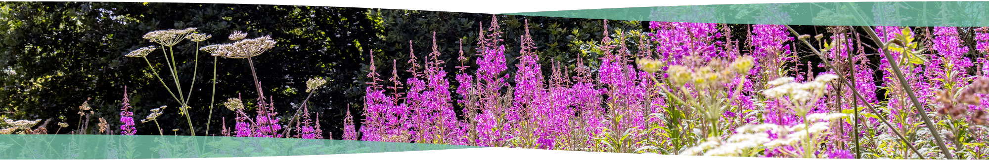 Flowers in Wrexham park